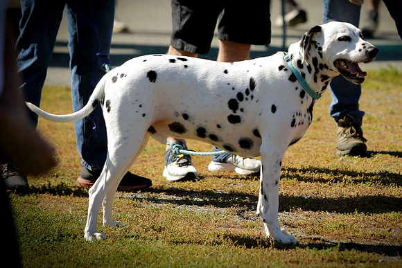 als-walk25-
